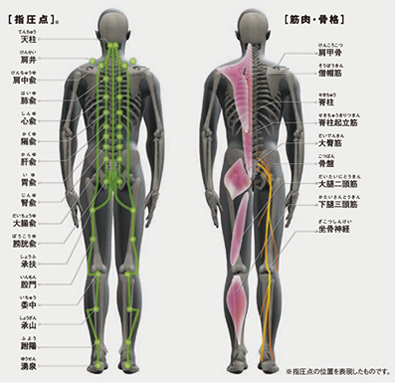 全身の指圧点・筋肉をジーメディカルは的確にほぐします