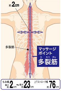 マッサージポイント 多裂筋